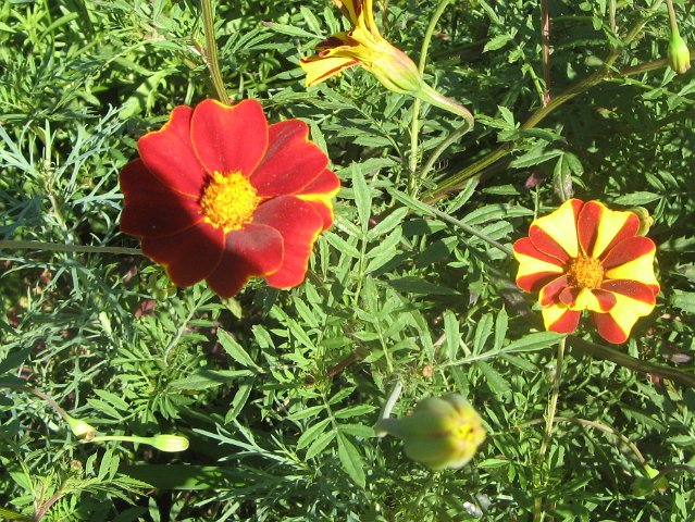 IMG_8658.JPG