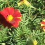 IMG_8658